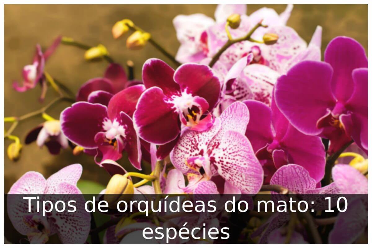 Tipos De Orqu Deas Do Mato Esp Cies